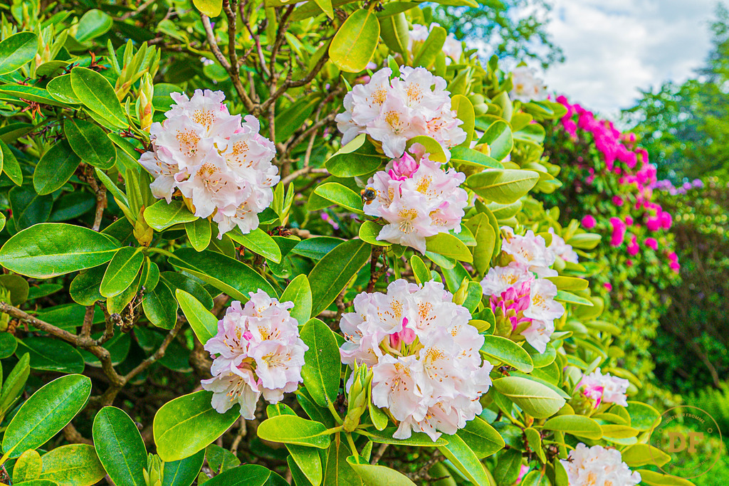20250511-_1DS0562 | Geschenke, Wandbilder und Accessoires mit Motiven aus Dresden und anderen schönen Orten zur Verschönerung Deines zu Hauses und zum verschenken gewünscht? Wähle Deine Lieblingsbild auf dem Produkt Deiner Wahl. 