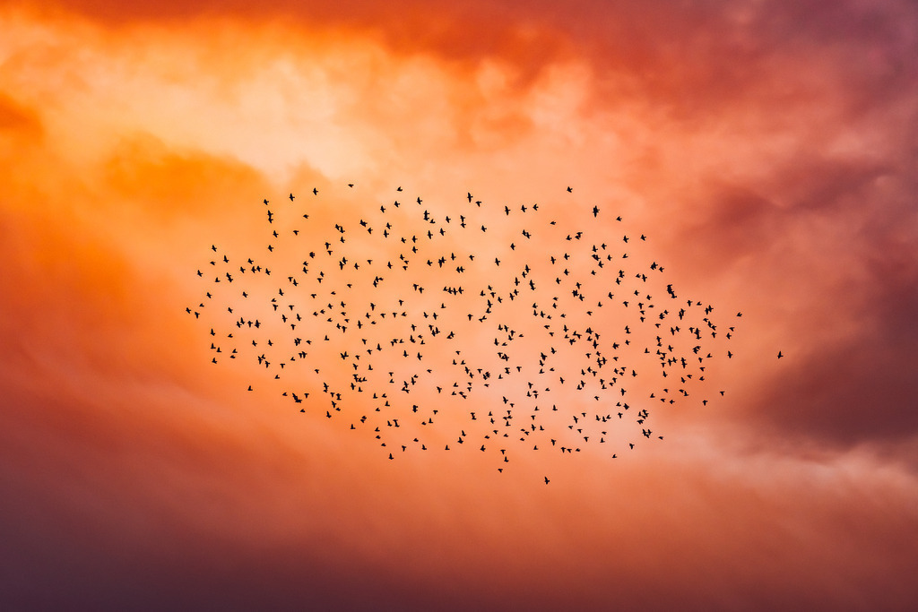 Vogelschwarm am Himmel | Online Shop für Christen: Christliche Poster XXL, Plakate, Wandbilder als Leinwand & christliche Postkarten, Kalender, Sticker & Lizenzen zum Download. Die Kunstwerke im christliche Geschenke Shop zeigen die Jahreslosung 2025, Gott, Jesus & mehr.