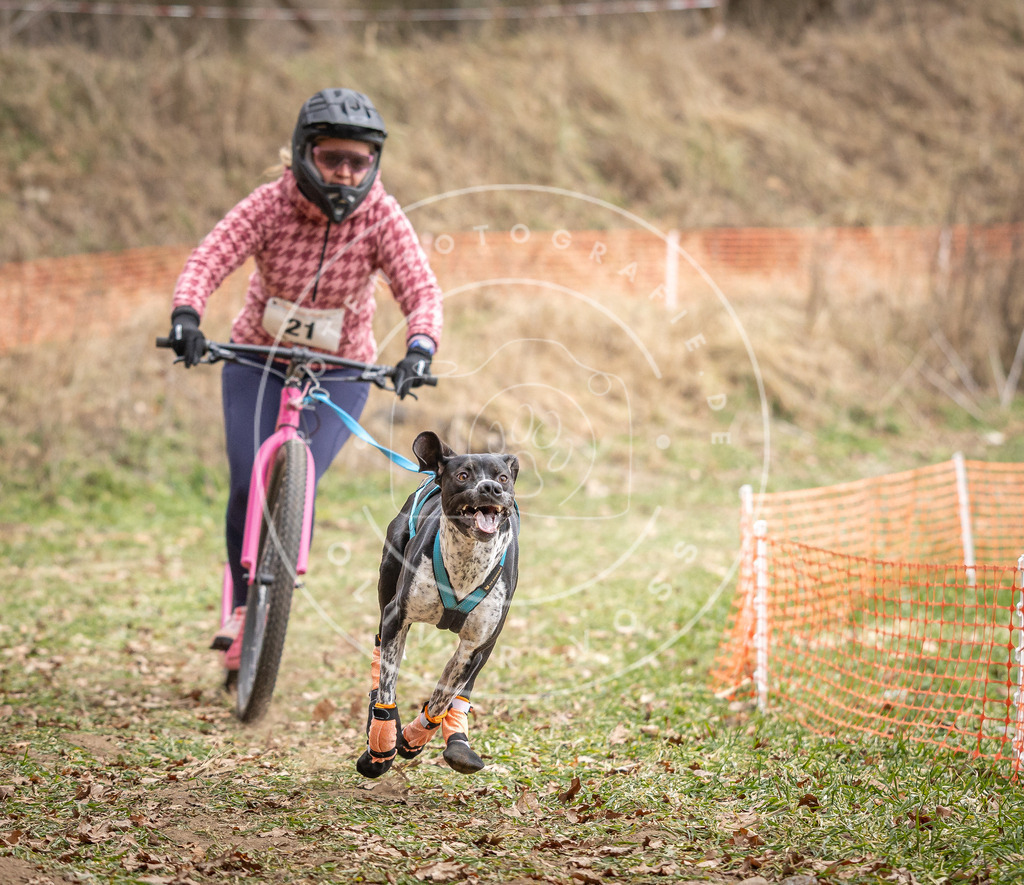 Pfotenfotografie_DV3A7211 | Hundefotografie, Tierfotograf, Pfotenfotografie, Fotoshooting Hund, Hunde Portrait, Hundesport, Hundeportraits, Heideshooting, Hunde, Sportfotograf, Hundefotograf, Turnierhundsport, THS,  - Realisiert mit Pictrs.com