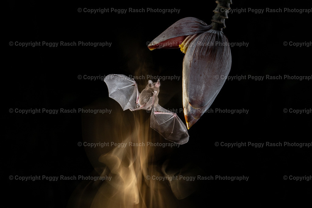Fledermäuse (8) | PeggyRaschPhotography - Realisiert mit Pictrs.com