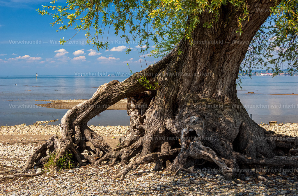 Alte Silberweide am Bodensee | bei Bregenz in Österreich - Realisiert mit Pictrs.com