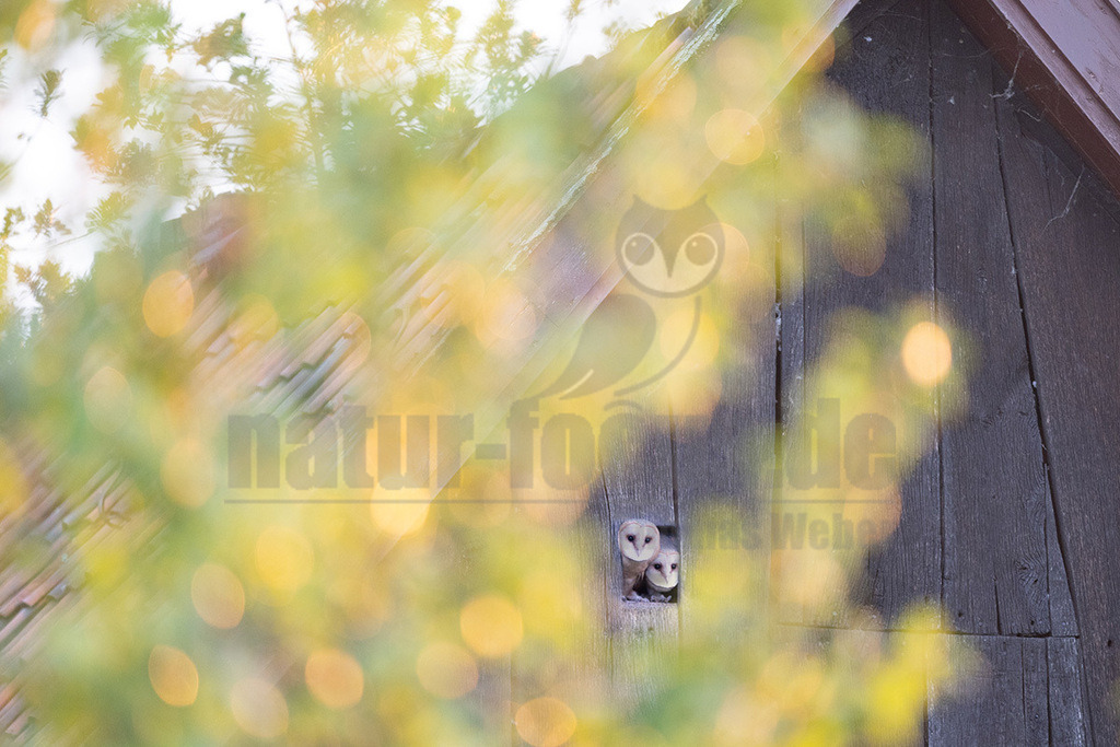 R6NF5119_20240710 | Die Schleiereule ist durch ihren meist hellen, herzförmigen Gesichtsschleier unverwechselbar; diesem verdankt sie letztlich ihren deutschen Namen. Im Unterschied zu den meisten Eulenarten sind die Augen der Schleiereule eher klein, leicht schräg gestellt und von dunklem Schwarzbraun. Mit ca. 34 cm entspricht die Schleiereule etwa der Größe einer Haustaube; Gewicht im Mittel 315-340g. Die Gefiederfärbung der Oberseite ist grau mit vielen kleinen schwarz-weißen Tropfenflecken, die der Unterseite rein-weiß bis gelbbraun mit kleinen, dunkelbraunen Tüpfeln, deren Anzahl und Dichte individuell stark variieren. - Realisiert mit Pictrs.com