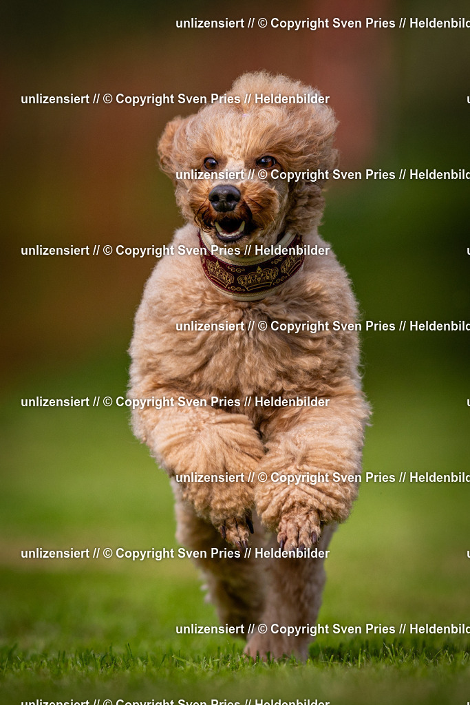 Sven Pries | 2024-09-22 - Hunderennen Baden-BadenPudelverein - Realisiert mit Pictrs.com