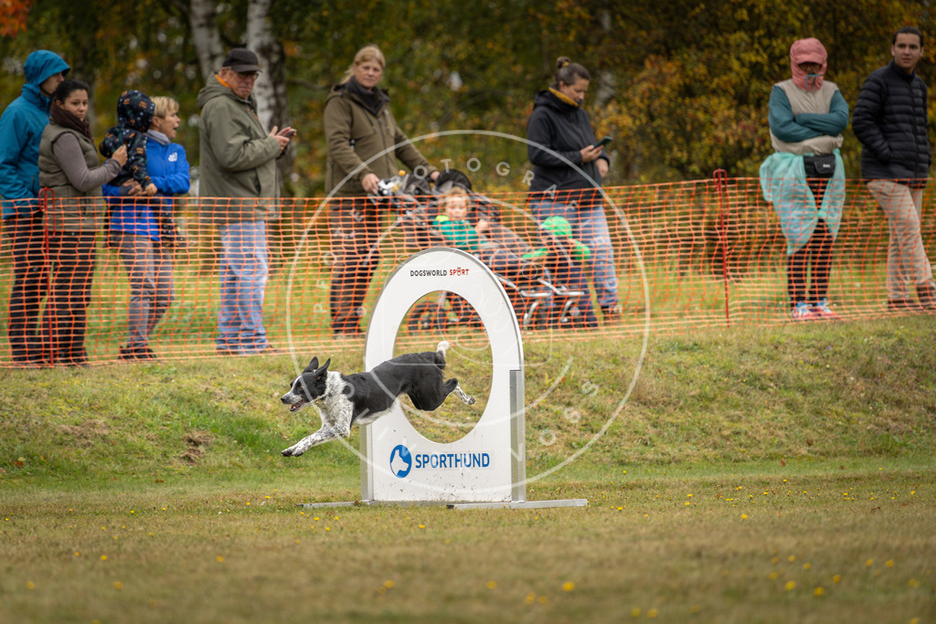 Pfotenfotografie_DV3A4380 | Hundefotografie, Tierfotograf, Pfotenfotografie, Fotoshooting Hund, Hunde Portrait, Hundesport, Hundeportraits, Heideshooting, Hunde, Sportfotograf, Hundefotograf, Turnierhundsport, THS,  - Realisiert mit Pictrs.com