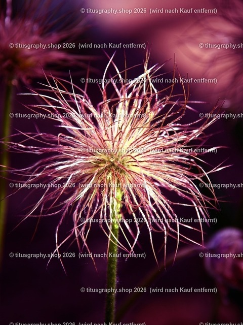 titusgraphy-P5057682_var-029 | Fotokunstarbeit aus der INSTAGRAM-Gallerie auf titusgraphy.eu - Realisiert mit Pictrs.com