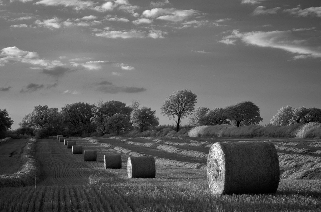 deutschland-2014-113 | Strohballen auf einem abgemähten Feld bei Geltorf südlich von Schleswig im Kreis Schleswig-Flensburg - Realisiert mit Pictrs.com