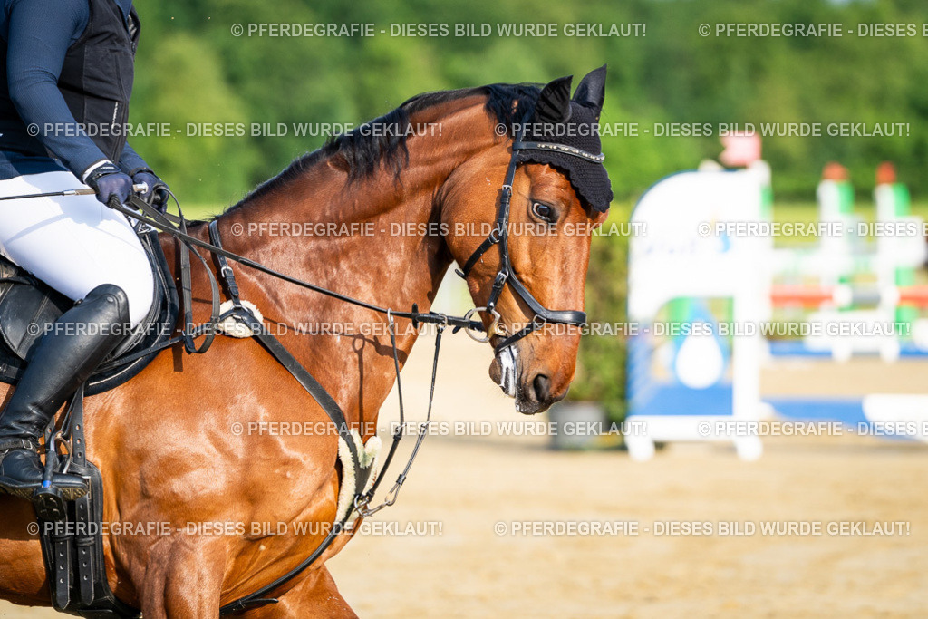 DSC02412 | Pferdegrafie