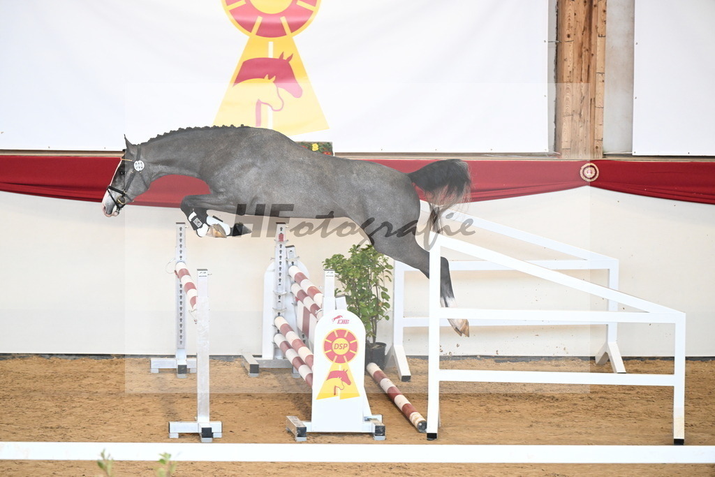 Kat.-Nr. 3 v. Blue Diamond (Hagbar du Lozon)_Schadock_2250973 | hf-fotografie - Realizzato con Pictrs.com