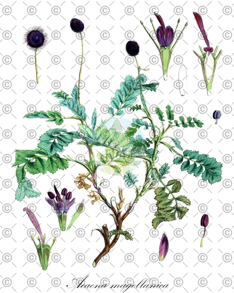 HistAbb_wfo-0000985090_1_ENZY_Simple | Historische Abbildung von Acaena magellanica - Rosaceae | Historical Illustration of Acaena magellanica - Rosaceae