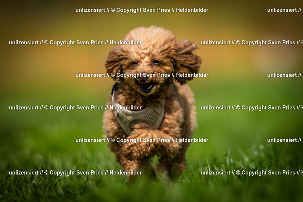 Sven Pries | 2025-04-13 - Hunderennen Baden-Baden - Realisiert mit Pictrs.com