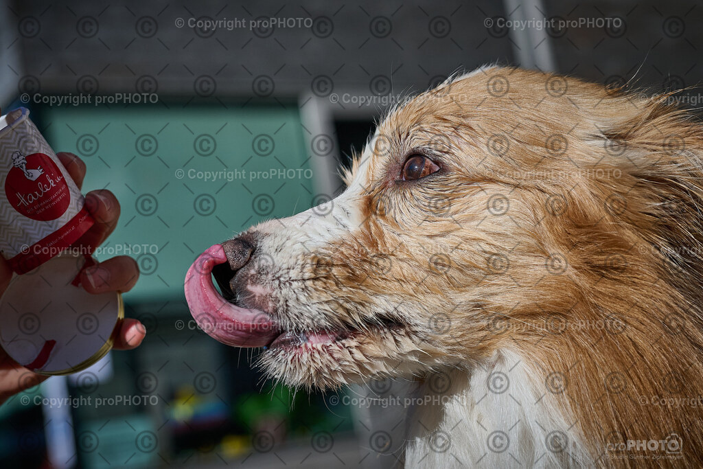 246_202509_4Hundebadetag_NZ9_2971 | proPHOTO - Realisiert mit Pictrs.com