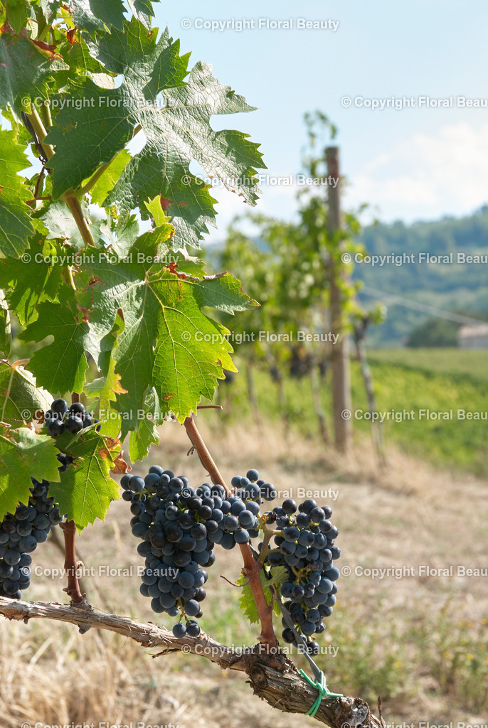Weingut in Italien | Weinreben auf Hügel in Italien - Realisiert mit Pictrs.com
