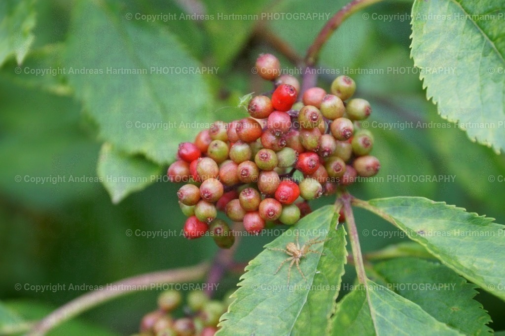 Roter Holunder | Roter Holunder - Realisiert mit Pictrs.com