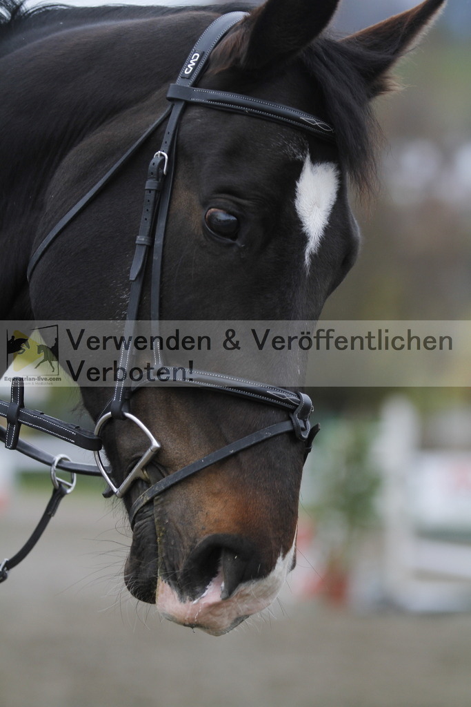 _MG_3600 | equestrian-live-com