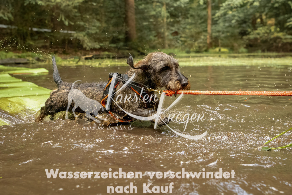 1223_ZZ94348-Bearbeitet | kk-dogfotos