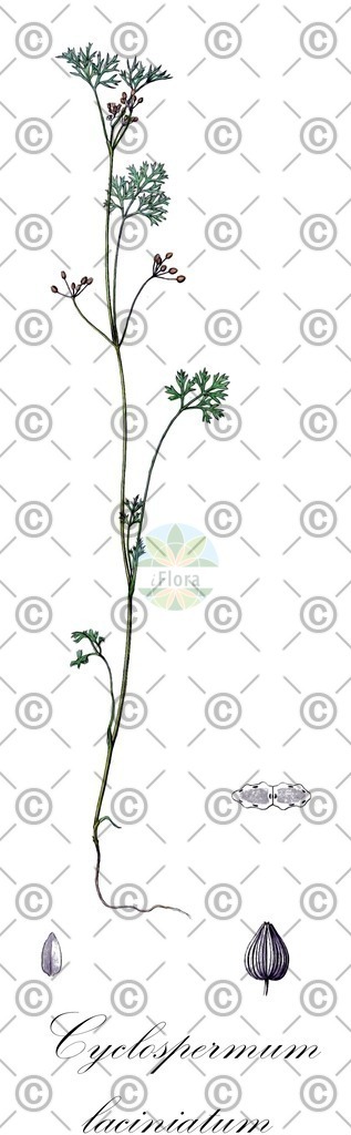 HistAbb_wfo-0000632155_1_ENZY_Simple | Historische Abbildung von Cyclospermum laciniatum - Apiaceae | Historical Illustration of Cyclospermum laciniatum - Apiaceae