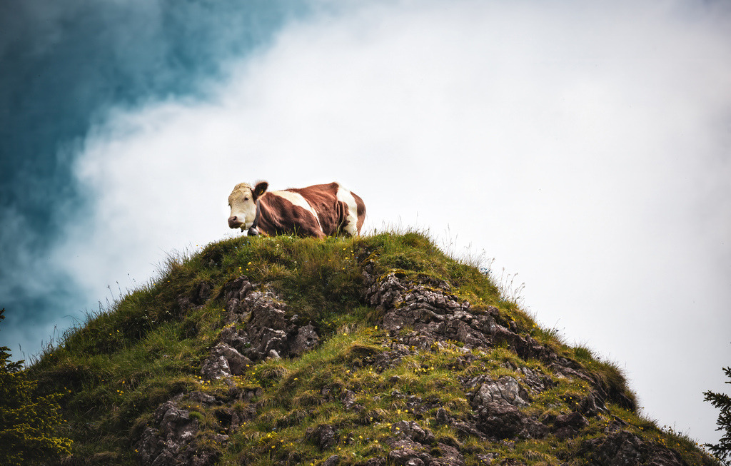 Eine Kuh klettern auf einem felsigen Hügel in den Alpen herum | Das Bild zeigt eine braun-weiß gefleckte Kuh (Almrind), die auf der Kuppe eines steilen, grasbewachsenen und felsigen Hügels steht. Im Hintergrund blickt man in einen dramatischen, wolkenverhangenen Himmel, was der Szenerie eine typische, idyllische Berg- oder Almatmosphäre verleiht - Realisiert mit Pictrs.com