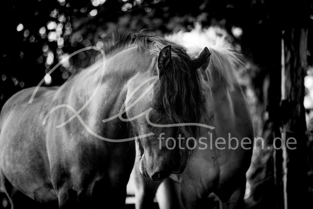 846A0457 | fotosleben - Realized with Pictrs.com