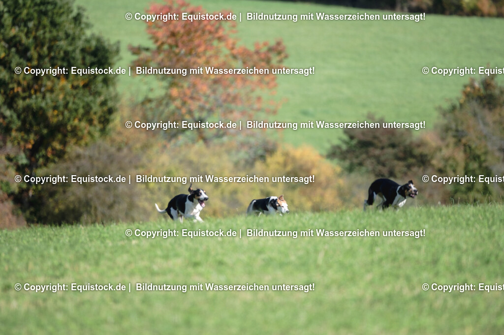 20251011_Jagd-Marbach_0369 | Foto: Thomas Hartig