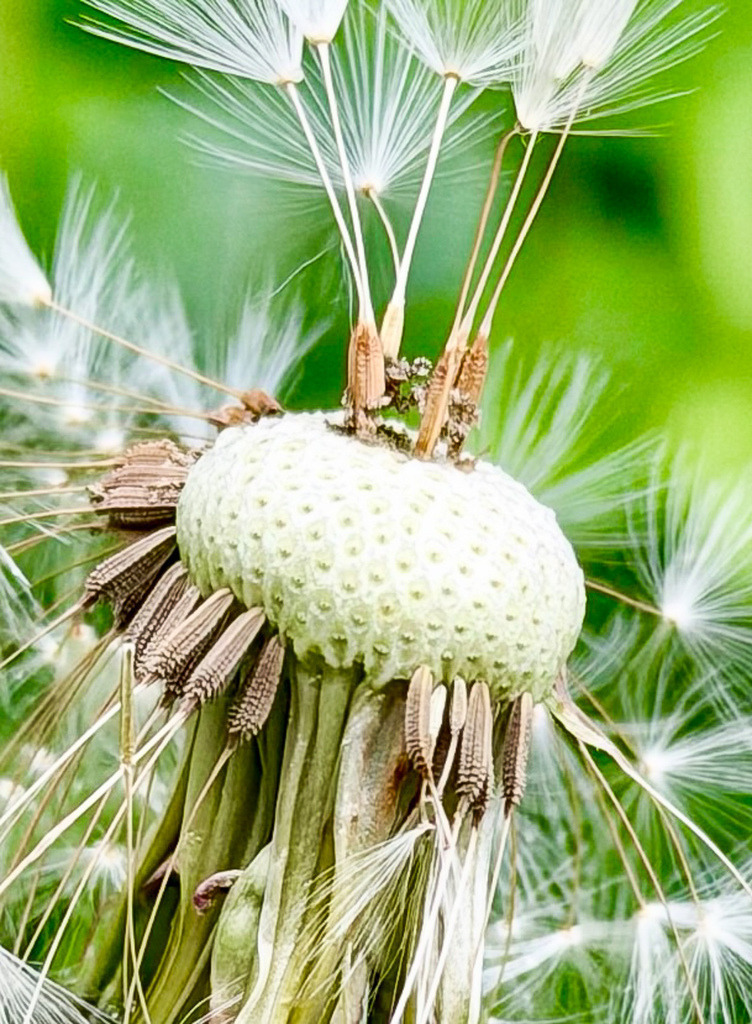 Dandelion Seed Close-Up | Delicate close-up of dandelion seeds with soft light, natural textures and dreamy botanical atmosphere. - Realisiert mit Pictrs.com