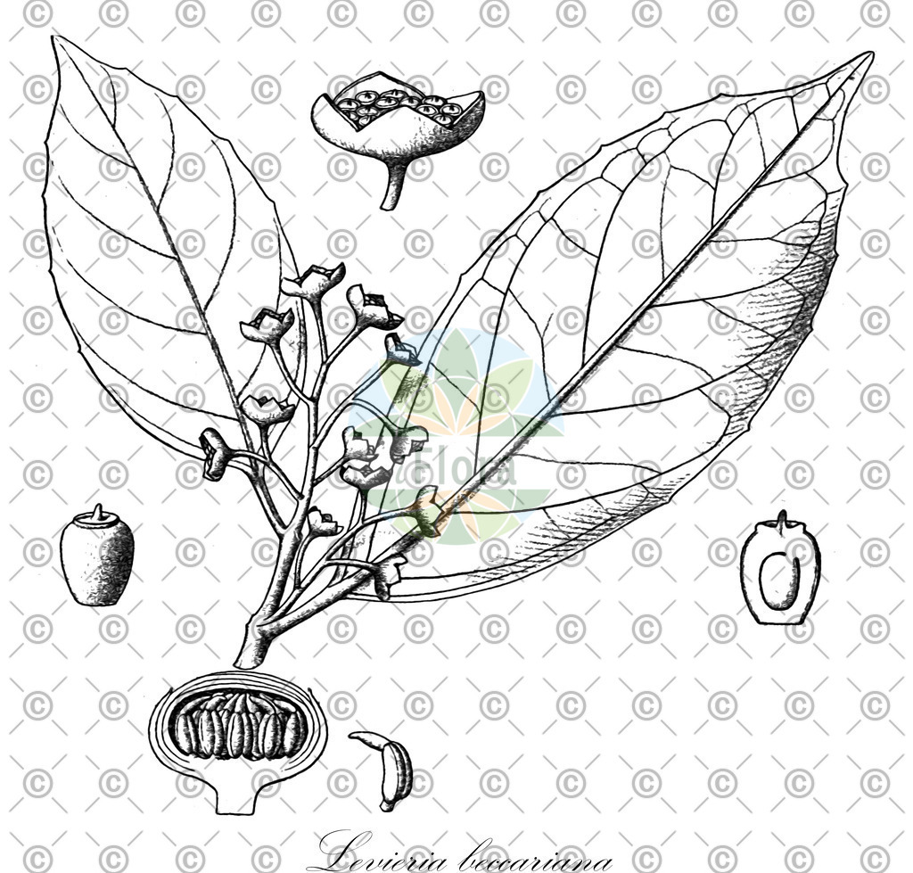 HistAbb_wfo-1000019089_1_ENZY_Simple | Historische Abbildung von Levieria beccariana - Monimiaceae | Historical Illustration of Levieria beccariana - Monimiaceae