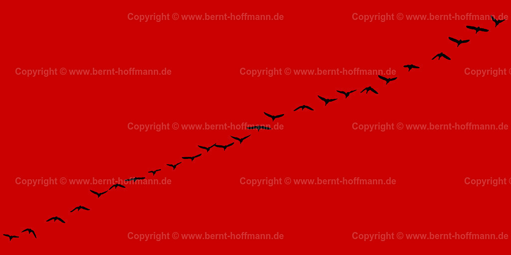 Pgrfk_Vogelzug_0881_ca0101_200x100 | bernt-hoffmann.de - Realisiert mit Pictrs.com