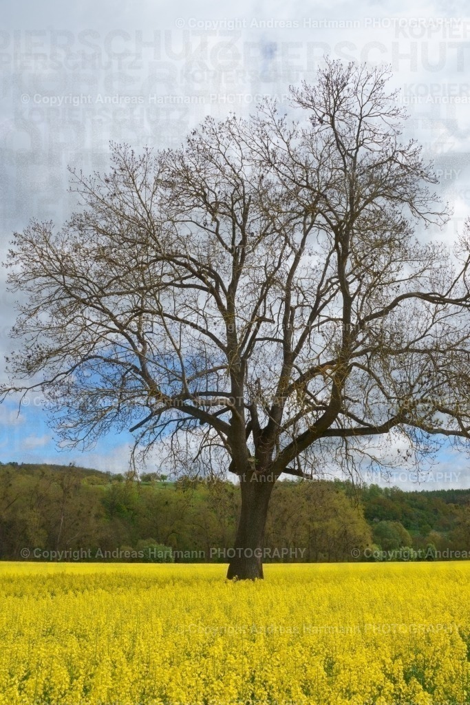 Esche im Rapsfeld | Esche im blühenden Rapsfeld - Realisiert mit Pictrs.com