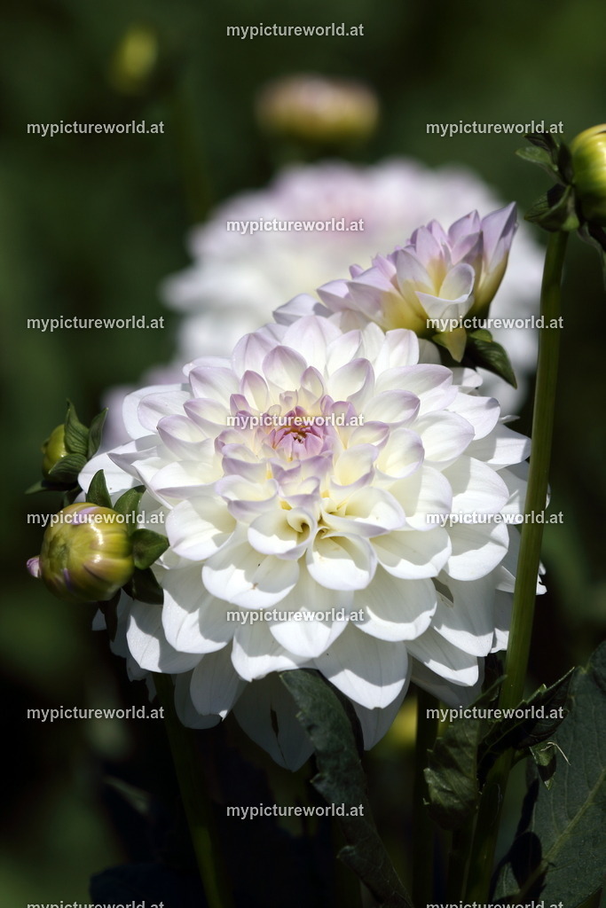 Dahlie-006 | Das Bilderarchiv über Tiere, Planzen und Landschaften. In der Bilddatenbank finden Sie ein große Auswahl an hochwertigen Bilder für Ihre Werbung - Realized with Pictrs.com