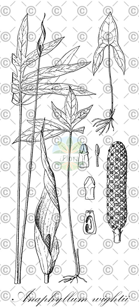 HistAbb_wfo-0000969633_1_ENZY_Simple | Historische Abbildung von Anaphyllum wightii - Araceae | Historical Illustration of Anaphyllum wightii - Araceae