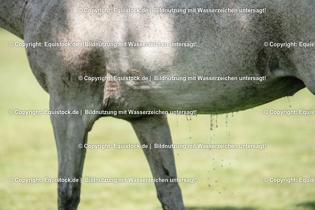 20230527_27_CCI4_Gelände_0063 | equistock