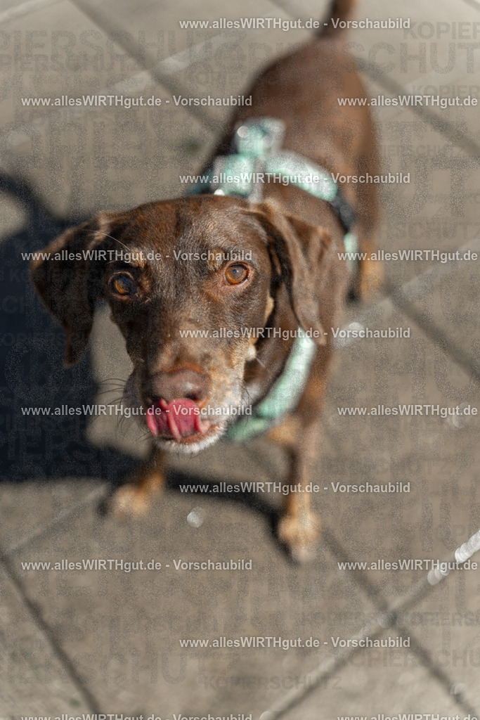 Hundeschwimmen_Volksbad_2026-allesWIRTHgut_Tierfotografie-2609061242-115223-7R500144 | Professionelle Tierfotografie in Mönchengladbach von Daniel Wirth (allesWIRTHgut). Liebevolle & natürliche Bilder von Hunden & Katzen für unvergessliche Erinnerungen.