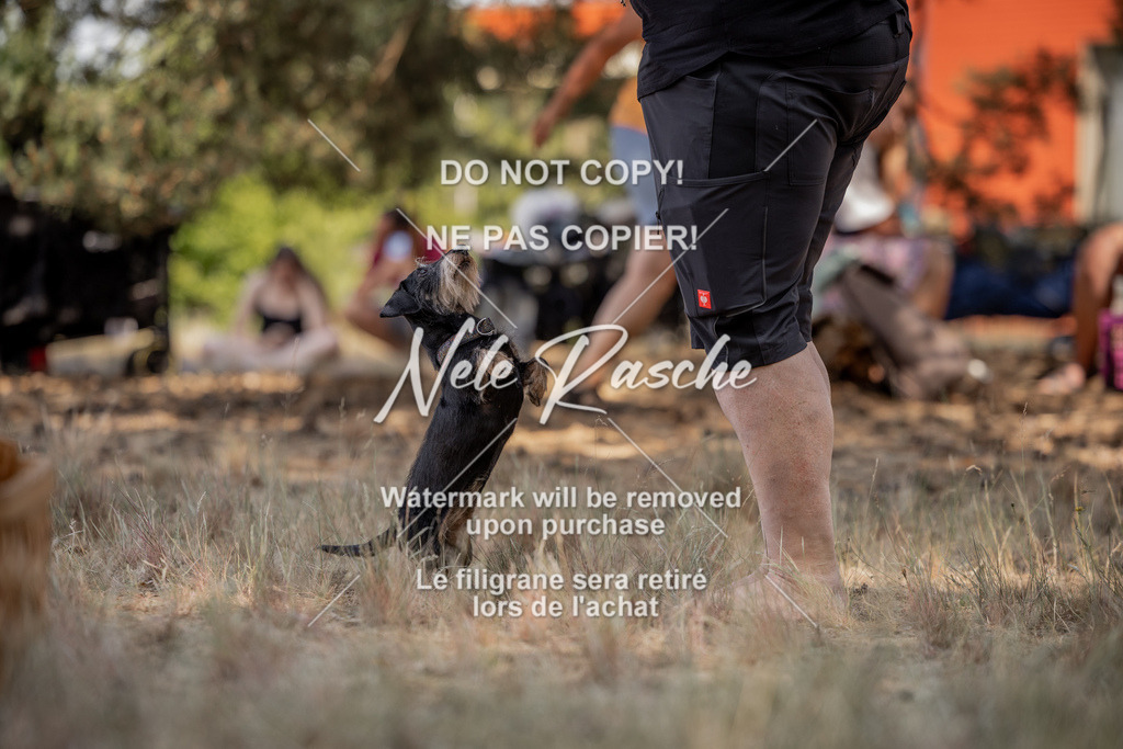 nelerasche_soDD2_27 | nelerasche