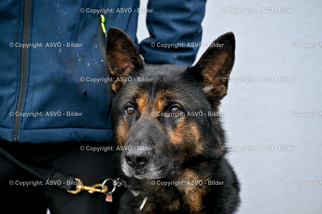 ASVÖ_ Tracking Dog World Championship 2025_ 31.03.2025-166 | 31.03.2025, AUT, ASVÖ, Tracking Dog World Championship // FCI IGP Fährtenhundeweltmeisterschaft 2025©fodo.media / Harald Dostal - Realisiert mit Pictrs.com