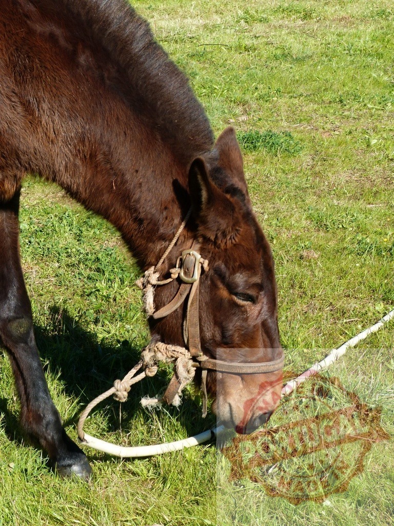 Brown mule grazing short grass in green field | Brown mule wearing a bridle and halter eating fresh grass in a sunny pasture - Realisiert mit Pictrs.com