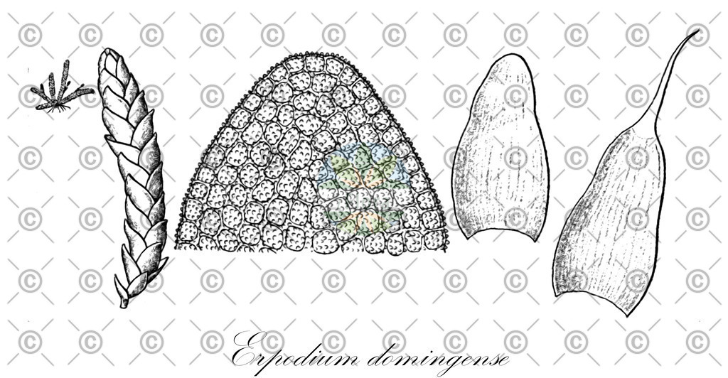 HistAbb_wfo-0000677357_1_ENZY_Simple | Historische Abbildung von Erpodium domingense - Erpodiaceae | Historical Illustration of Erpodium domingense - Erpodiaceae