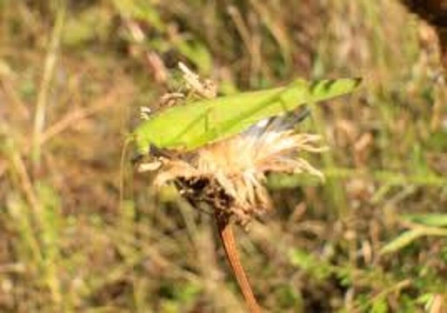 Grünes Heupferd | Verkauf von Fotos und  Videoclips zumThema Natur.Motive sind Pflanzen, Tiere, Landschaftenund Wetter - Realisiert mit Pictrs.com