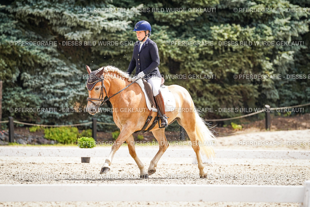 DSC09505 | Pferdegrafie