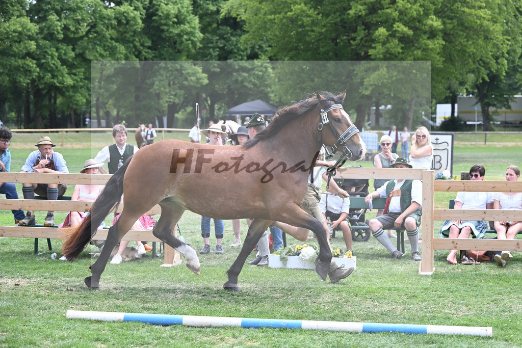 Kat-Nr. 41 Halla_Fritzmeier_20230626 | hf-fotografie - Realisiert mit Pictrs.com