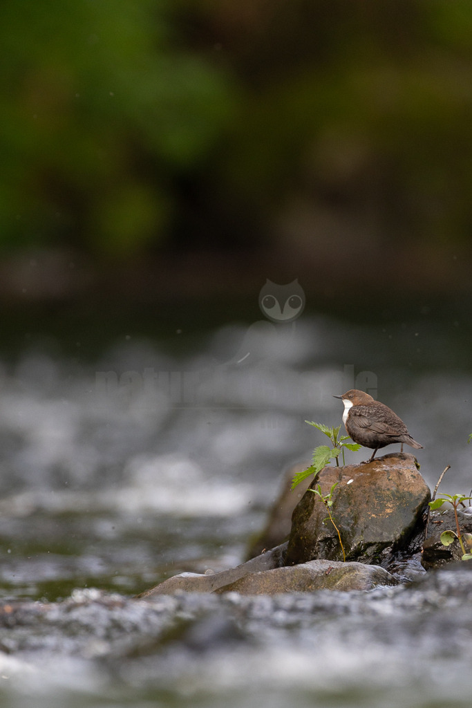 R6M33592_20260503 | Eine Wasseramsel (Cinclus cinclus) sitzt auf einem nassen, dunklen Felsen in der Mitte eines schnell fließenden Flusses. Das Gefieder des Vogels ist überwiegend dunkelbraun, mit einer auffälligen weißen Brust und einem weißen Kehlbereich. Der Vogel blickt nach rechts aus dem Bild heraus. Um den Felsen herum ist das Wasser schäumend und in Bewegung, was auf eine starke Strömung hindeutet. Im Vordergrund und im Hintergrund ist das Wasser unscharf dargestellt, wodurch der Fokus auf die Wasseramsel und den Felsen gelenkt wird. Einige grüne Pflanzen, darunter Brennnesseln, wachsen auf und um den Felsen herum. Der Hintergrund ist unscharf und zeigt dunkle Grüntöne, die auf eine bewaldete oder bewachsene Uferzone hindeuten. - Realisiert mit Pictrs.com