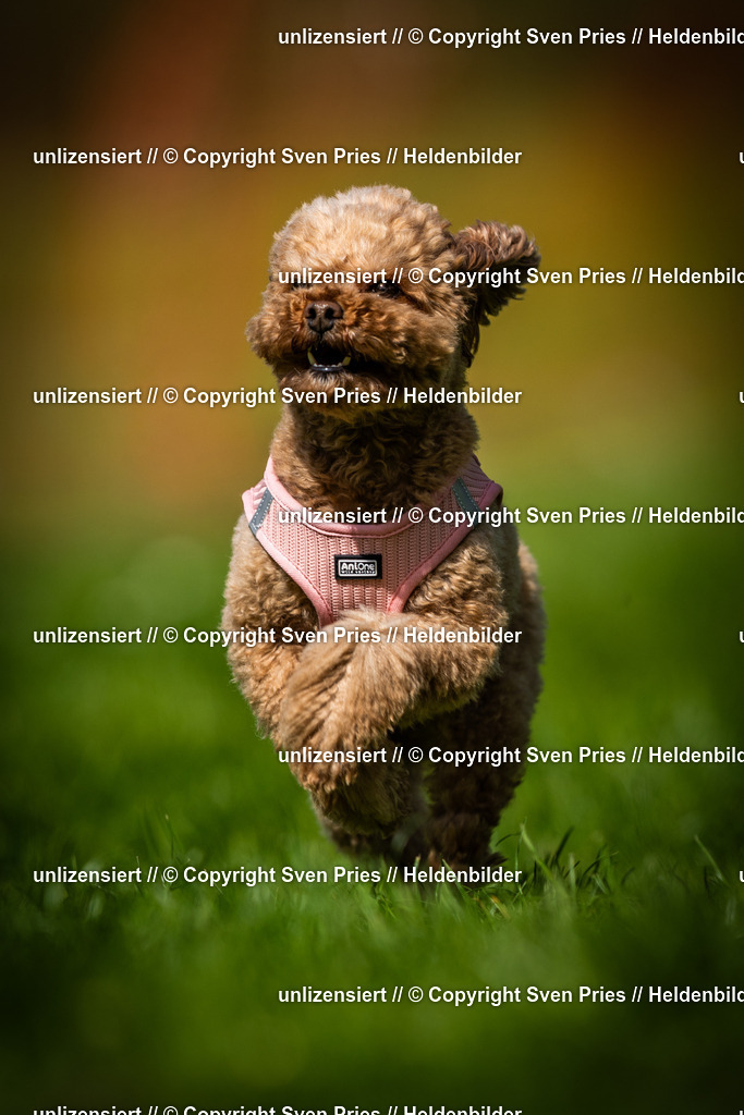 Sven Pries | 2025-04-13 - Hunderennen Baden-Baden - Realisiert mit Pictrs.com