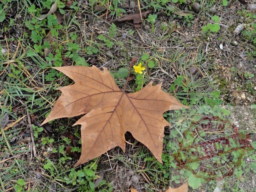 Dry sycamore leaf on green grass and soil | Dry sycamore leaf resting on a mix of green grass, clover, and soil, next to a small yellow flower - Realized with Pictrs.com