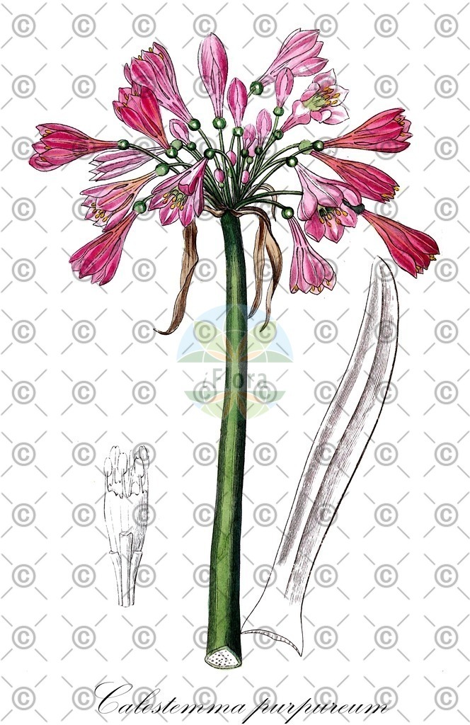 HistAbb_wfo-0000127960_1_ENZY_Simple | Historische Abbildung von Calostemma purpureum - Amaryllidaceae | Historical Illustration of Calostemma purpureum - Amaryllidaceae
