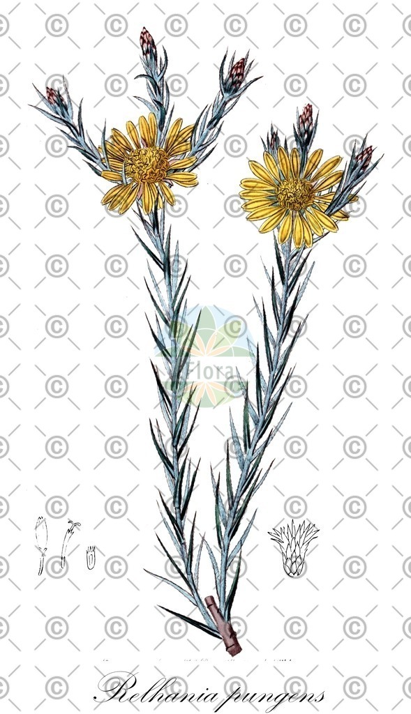 HistAbb_wfo-0000295503_1_ENZY_Simple | Historische Abbildung von Relhania pungens - Asteraceae | Historical Illustration of Relhania pungens - Asteraceae