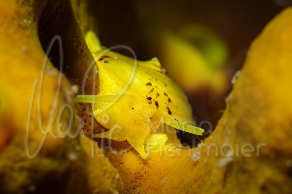 Tylodina perversa | Goldschwammschnecke - Realisiert mit Pictrs.com