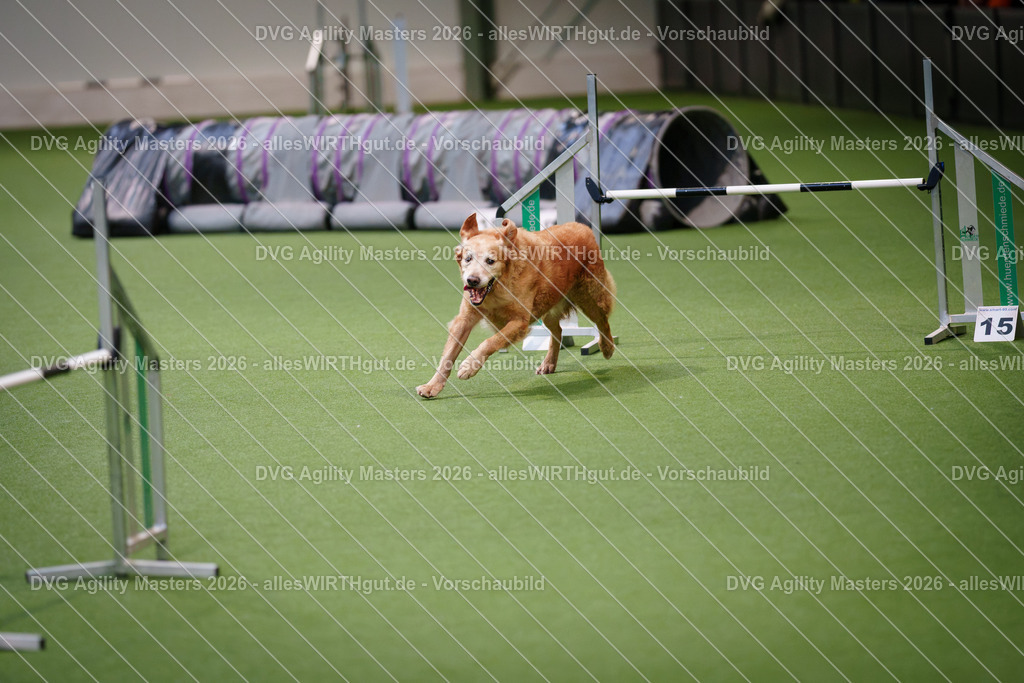 allesWIRTHgut_Tierfotografie-DVG_Agility_Masters_2026-08_11-7R509714 | Professionelle Tierfotografie in Mönchengladbach von Daniel Wirth (allesWIRTHgut). Liebevolle & natürliche Bilder von Hunden & Katzen für unvergessliche Erinnerungen.