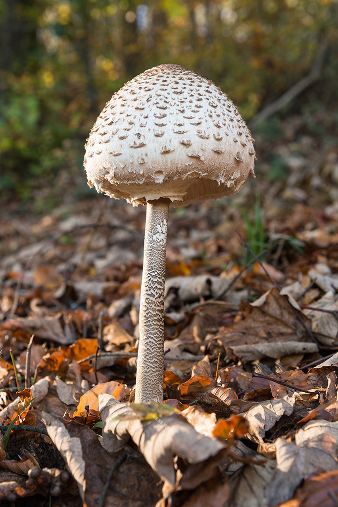 Braun weisser Pilz | im Herbst. - Realisiert mit Pictrs.com