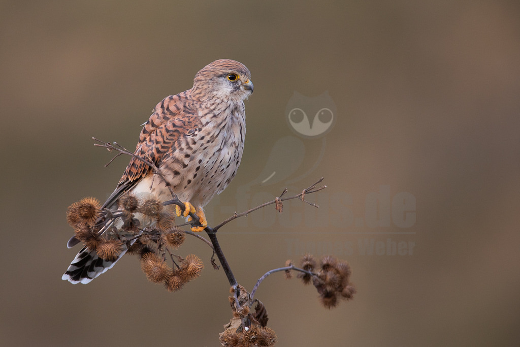 20180916183831 | Der Turmfalke ist der am häufigsten vorkommende Falke Mitteleuropas. Der Öffentlichkeit ist er relativ vertraut, da er sich auch Städte und Stadträume als Lebensraum erobert hat und öfter beim „Rüttelflug“ zu beobachten ist - Realisiert mit Pictrs.com