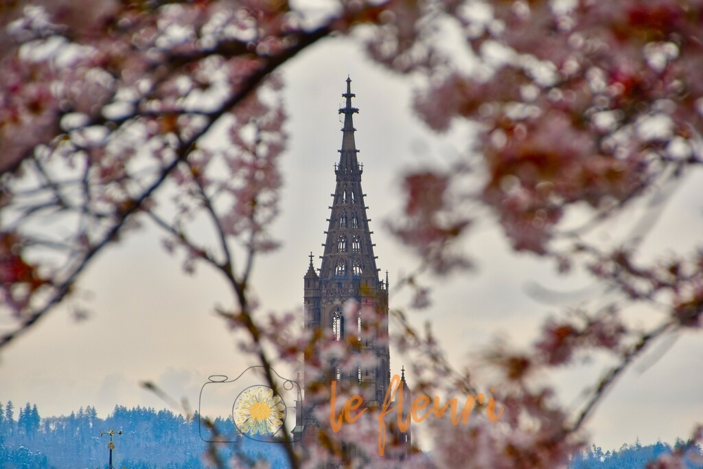 DSC_0056_47 | Dies ist der Shop von Florian Blum - le fleuri. Langenthal, Bern, Schweiz. Sie können hier meine oder ihre eigenen Fotos als Fotoprodukte kaufen. Tassen, Schlüsselanhänger, Taschen etc. können Sie hier gestalten.  - Realisiert mit Pictrs.com