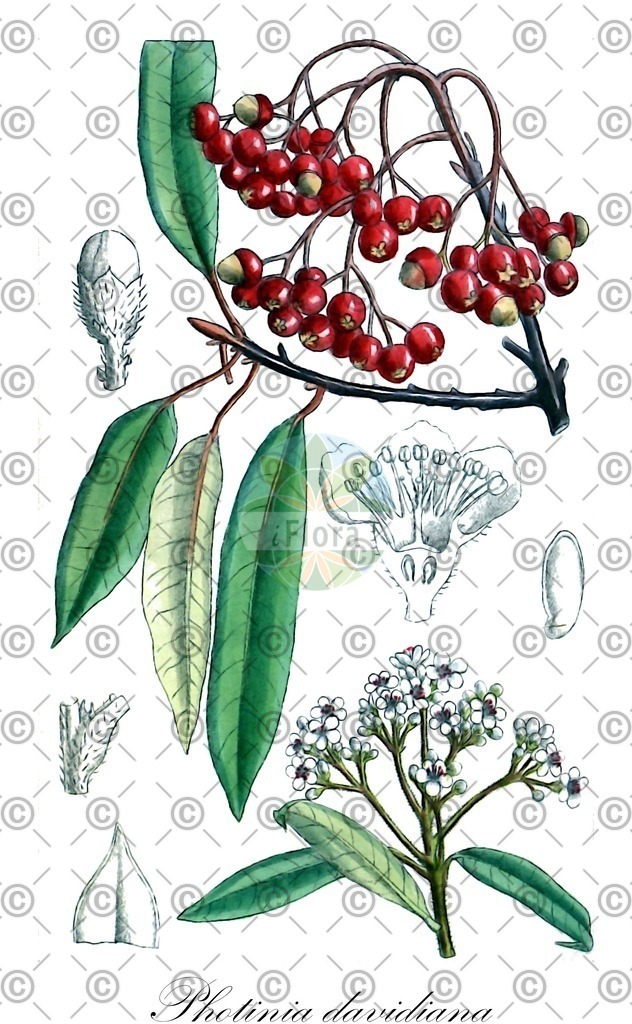 HistAbb_wfo-0000269960_1_ENZY_Simple | Historische Abbildung von Photinia davidiana - Rosaceae | Historical Illustration of Photinia davidiana - Rosaceae