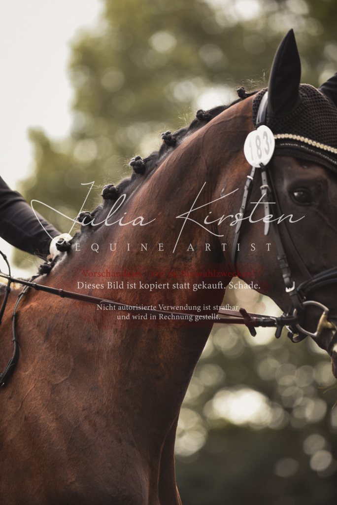 DSC_3712 | Pferde- und Turnierfotografie in Westsachsen. Pferdeportraits, Auftragszeichnungen und intuitive Kunst.